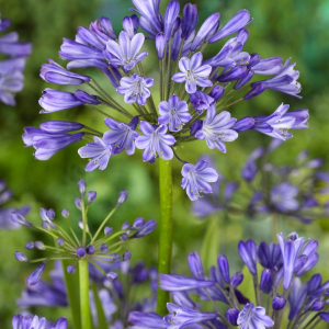 AGAPANT - AFRICANUS DR. BROUWER