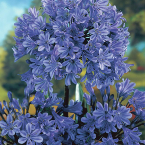 AGAPANT - BLUE GIANT