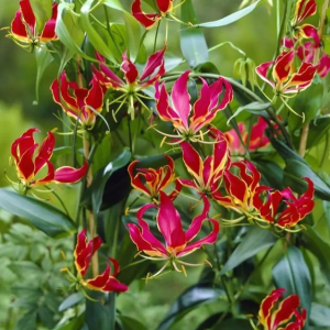 GLORIOZA - ROTHSCHILDIANA SUPERBA