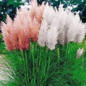 S585 Różowa trawa pampasowa