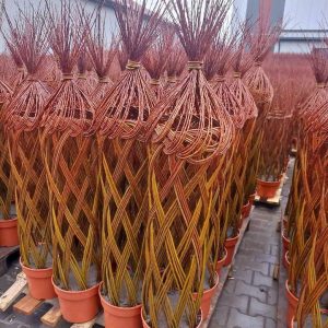 S587 Wierzba pleciona samuraj