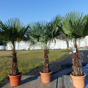 S594 Szorstkowiec Fortunego