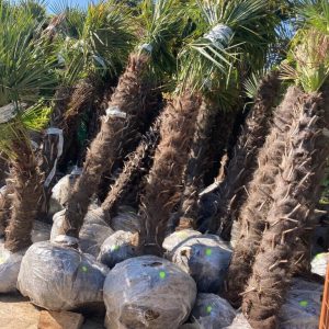 S595 Szorstkowiec Fortunego