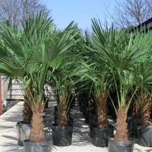 S596 Szorstkowiec Fortunego