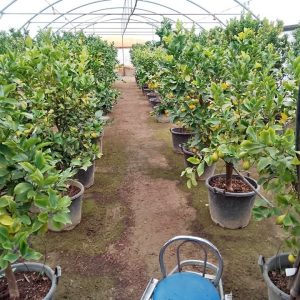 S613 Drzewka cytrusowe