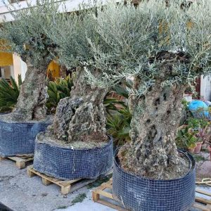 S615 Drzewo oliwne bonsai