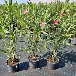 S616 Oleander