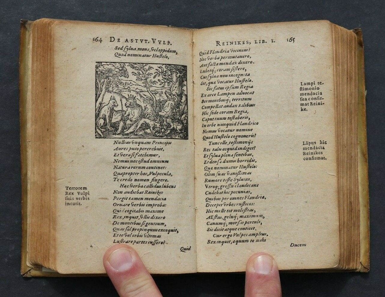 S786 Lis Przechera, 1584 r.