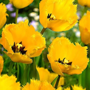 TULIPAN - CRYSTAL STAR