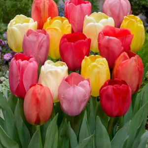 TULIPAN - DARWIN HYBRID MIX