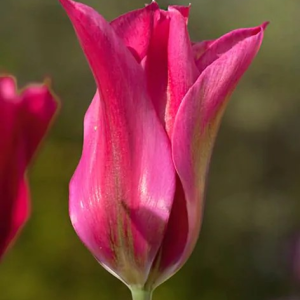 TULIPAN - DOLL'S MINUET