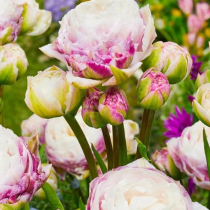 TULIPAN - DOUBLE SURPRISE