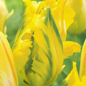 TULIPAN - EAGLE WINGS