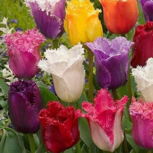 TULIPAN - FRINGED MIXED