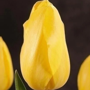 TULIPAN - HELLA LIGHTS