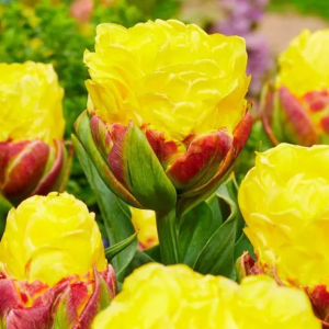 TULIPAN - ICE CREAM BANANA