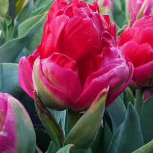 TULIPAN - ICE CREAM CRANBERRY