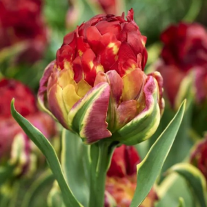 TULIPAN - ICE CREAM SORBET