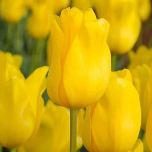 TULIPAN - JAN VAN NES