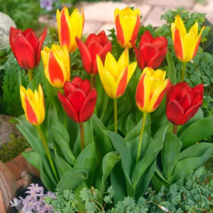 TULIPAN - KAUFMANNIA MIXED