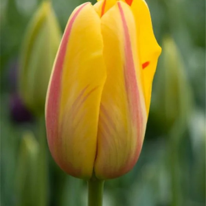 TULIPAN - LA COURTINE