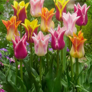 TULIPAN - LILY FLOWERING MIXED