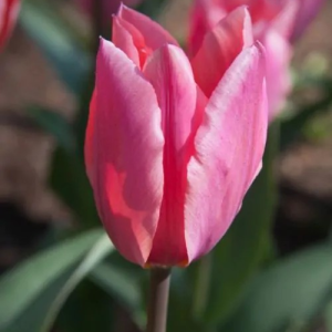 TULIPAN - LITTLE BEAUTY