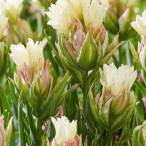 TULIPAN - MYSTERY VALLEY