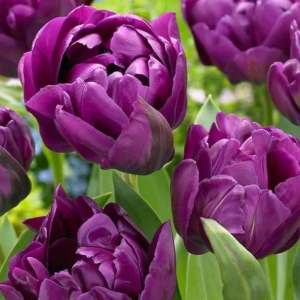 TULIPAN - NEGRITA DOUBLE