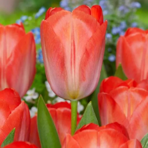 TULIPAN - ORANGE VAN EIJK