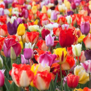 TULIPAN - PICKING GARDEN MIX