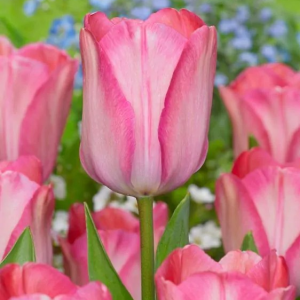 TULIPAN - PINK SOUND