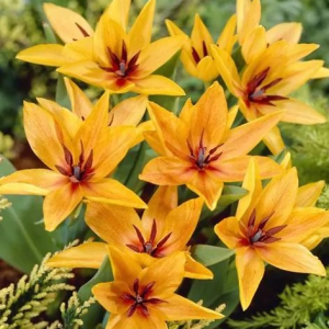 TULIPAN - PRAESTANS SHOGUN