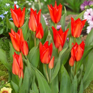 TULIPAN - PRAESTANS ZWANENBURG VAR.