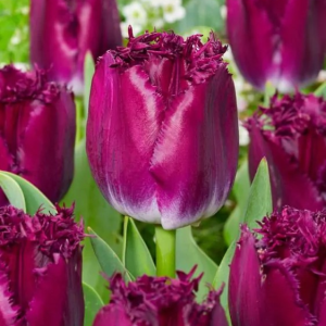 TULIPAN - PURPLE CRYSTAL