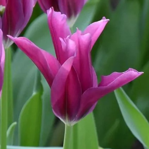 TULIPAN - PURPLE DOLL