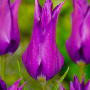 TULIPAN - PURPLE DREAM