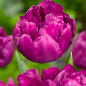 TULIPAN - PURPLE POWER