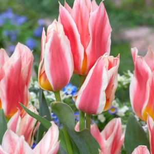 TULIPAN - QUEBEC