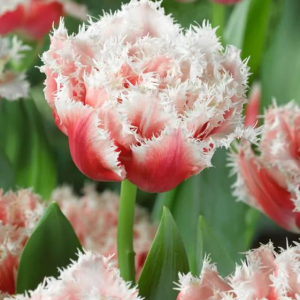 TULIPAN - QUEENSLAND