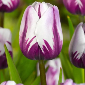 TULIPAN - REMS FAVOURITE