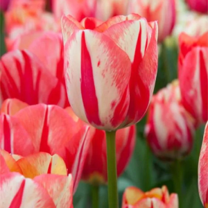 TULIPAN - SPRYNG BREAK