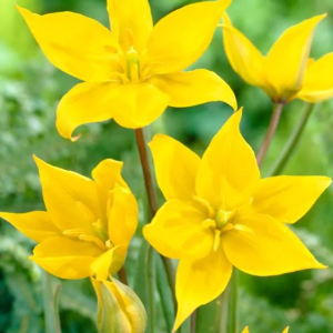 TULIPAN - SYLVESTRIS