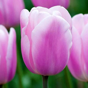 TULIPAN - SYNAEDA AMOR