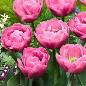 TULIPAN - TABLEDANCE