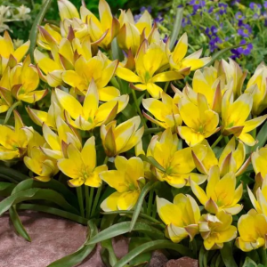 TULIPAN - TARDA DASYSTEMON