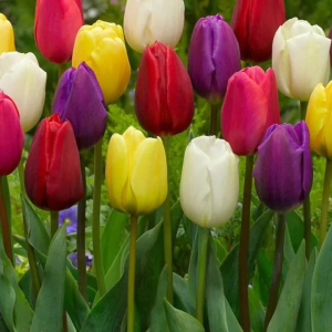 TULIPAN - TRIUMPH MIXED