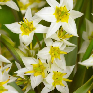 TULIPAN - TURKESTANICA