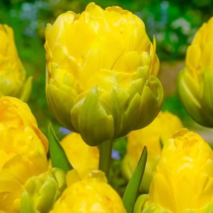 TULIPAN - VANILLA COUP