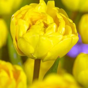 TULIPAN - YELLOW POMPONETTE